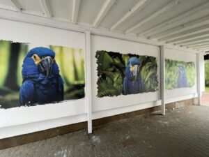 Papugi w przejściu między blokami – mural dla Spółdzielni Mieszkaniowej „Dąb” w Szczecinie
